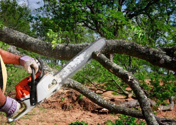 Best Tree and Shrub Care  in Butler, NJ